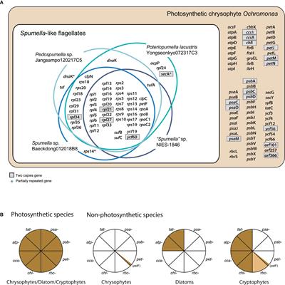 Comparative Plastid Genomics of Non-Photosynthetic Chrysophytes: Genome Reduction and Compaction